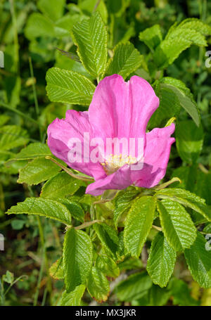 Japanese Rose - Rosa rugosa  Naturalised on Dunes in Somerset Stock Photo