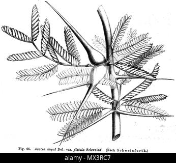 . Illustration from book . 1891. Paul Hermann Wilhelm Taubert (1862-1897) 25 Acacia seyal Taub66 Stock Photo