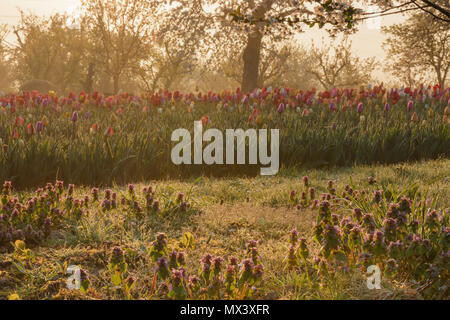 Beautiful sunrise early in the morning on a field with tulips and red dead nettle Stock Photo
