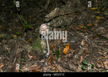 Small fungus on fallen twig near big tree in the Tsitsikamma National Park, garden route protection area,  Western Cape, south africa Stock Photo