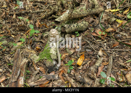 Small fungus on fallen twig near big tree in the Tsitsikamma National Park, garden route protection area,  Western Cape, south africa Stock Photo