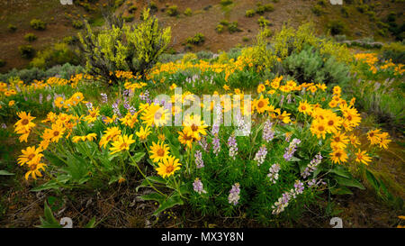 Spring time wild flowers in the hills of nature Stock Photo