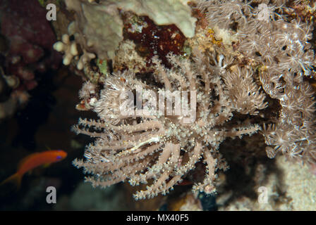 Soft Coral, Lobophytum sp., Alcyoniidae, Sharm el Sheikh, Red Sea, Egypt Stock Photo