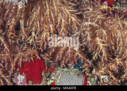 Soft coral, Lobophytum sp., Alcyoniidae, Sharm el Sheikh, Red Sea, Egypt Stock Photo