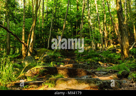 stone stairs leading through the forest up the hill Stock Photo