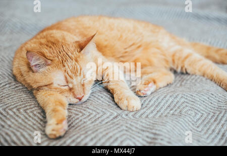 Big ginger cat laying on bed blanket sleeping Stock Photo