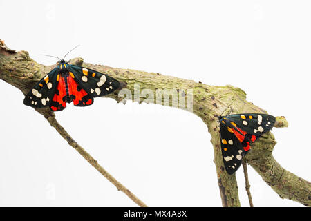A pair of Scarlet tiger moths, Callimorpha dominula, on a white background that were raised from caterpillars found in the wild and released after bei Stock Photo