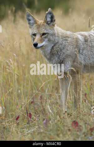 Portrait of wild coyote in Canada captures its distinctive eyes Stock Photo