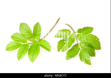 Young leaves of ground-elder (Aegopodium podagraria). Selective focus and shallow depth of field. Stock Photo