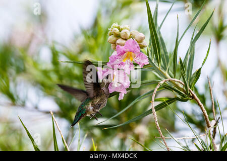 Anna's Hummingbird hovering under two large pink blossoms, feeding on one of them. In Arizona's Sonoran desert. Stock Photo