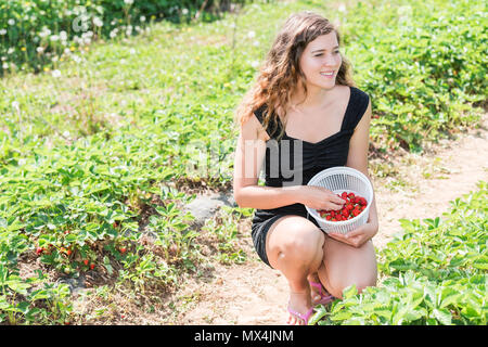 Young happy smiling woman picking strawberries in green field rows farm, carrying basket of red berries fruit in spring, summer activity Stock Photo