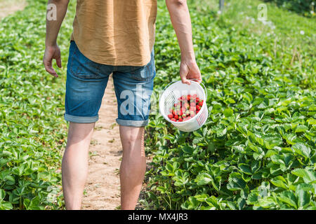 Young man walking back, jeans shorts picking strawberries in green field rows farm, carrying basket of red berries fruit in spring, summer activity Stock Photo
