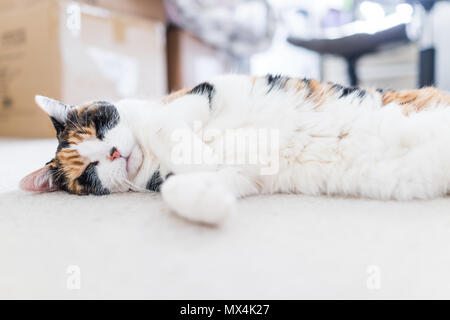 Closeup of peaceful happy calico short hair cat with white stomach sleeping ground surface carpet level lying down on side in bedroom living room insi Stock Photo