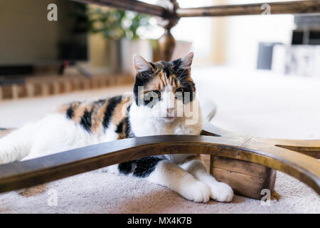 Closeup of old senior calico cat lying under table on carpet floor in room with dilated pupils, unhappy angry look Stock Photo