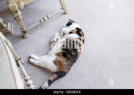Closeup of lazy calico cat lying on carpet in home living room by chairs and table sleeping Stock Photo