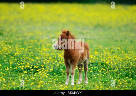 Shetland Pony Stock Photo