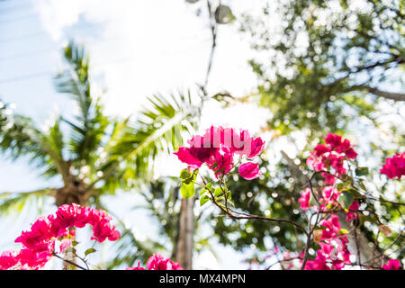 Closeup isolated vibrant pink bougainvillea flowers in Florida Keys or Miami looking up, sun, sunny sunlight, blue cloudy sky, green palm trees during Stock Photo