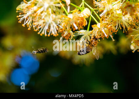Bumblebee in Linden Flowers, close up of Bumble bee collecting nectar, honey Stock Photo