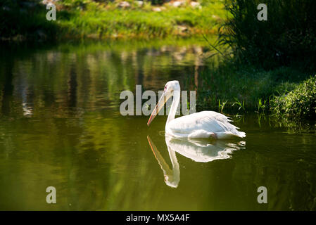 One Pelican is swimming in a lake in the zoo. Stock Photo