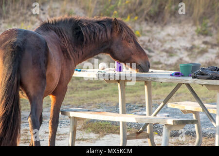 A wild pony raids a visitor's campsite searching for food at Assateague Island National Seashore, Maryland Stock Photo