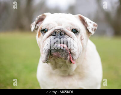 A purebred English Bulldog with an underbite Stock Photo