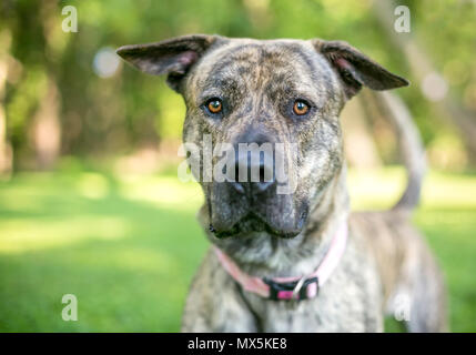 A large brindle mixed breed dog outdoors Stock Photo Alamy