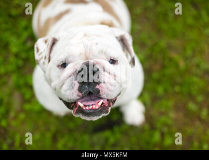 are bulldogs noisy