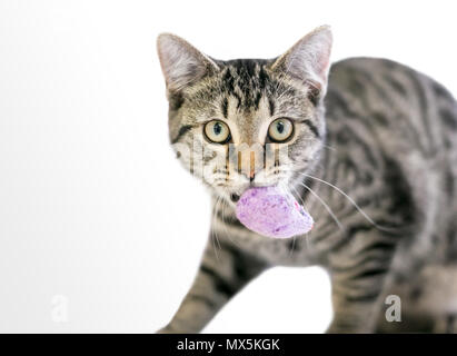 A young tabby domestic shorthair cat carrying a stuffed toy mouse in its mouth