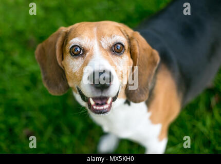 Green eyed sale beagle