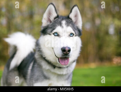 A purebred Siberian Husky dog with blue eyes Stock Photo