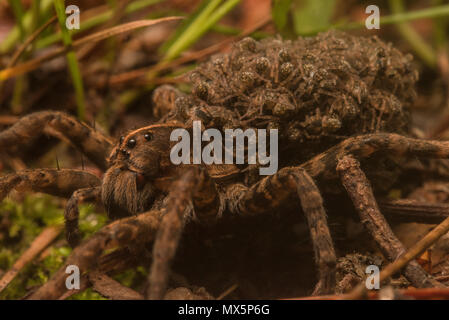 Female Carolina wolf spider (Hogna carolinensis) carrying her offspring on her back. The largest wolf spider in N America and the state spider of SC. Stock Photo