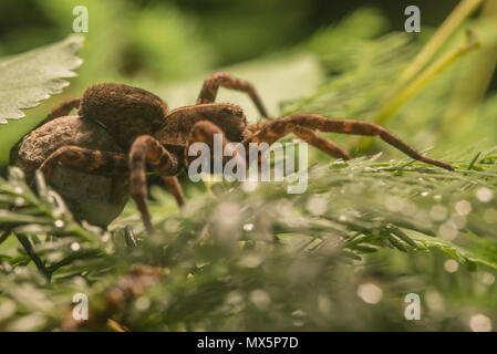 Female Carolina wolf spider (Hogna carolinensis) carrying her egg sac on her back. The largest wolf spider in N America and the state spider of SC. Stock Photo