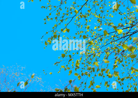 Beautiful birch tree branch with green leaves in the sky. Nature environment Stock Photo