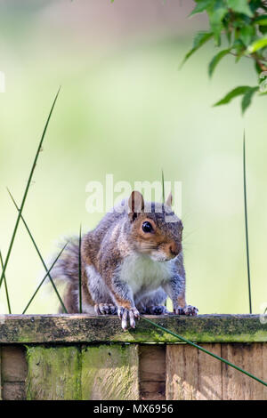 A Grey squirrel (Sciurus carolinensis) sat on a garden fence on this sunny day in spring. © Ian Jones/Alamy Live News. Stock Photo