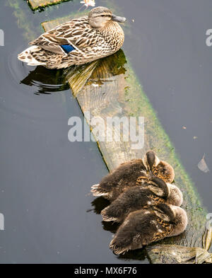 Water of  Leith, Leith, Edinburgh, Scotland, United Kingdom. Three young mallard ducklings, Anas platyrhynchos, lined up resting on a wooden plank in the river, with a Male mallard duck sitting nearby Stock Photo