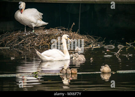 Water of  Leith, Leith, Scotland, United Kingdom. Mute swans, Cygnus olor, and fluffy at a large nest, with mallard duck and ducklings, Ana platyrhynchose Stock Photo