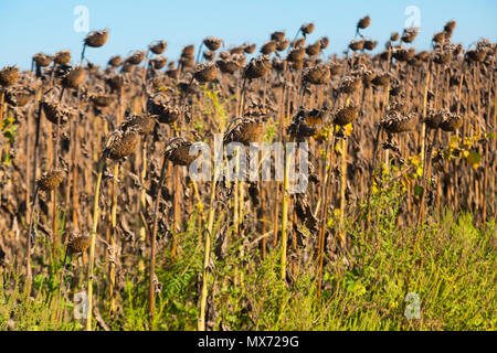 Withered sunflowers in autumn field on blue sky background Stock Photo