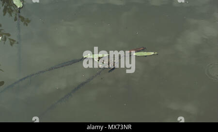 frog swimming in a green pond on a sunny day, reflection in water of sky clouds Stock Photo