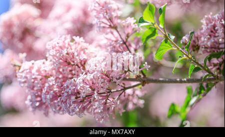 Spring or summer floral background with pink lilac flowers. Colorful floral composition with tender lilac branches - Syringa vulgaris. Stock Photo