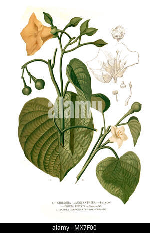 . I: Merremia peltata (L.) Merr. II: Stictocardia campanulata (L.) Merr., 1914. Plate from book . 1880-1883?. Francisco Manuel Blanco (O.S.A.) 142 Convolvulaceae spp Blanco clean Stock Photo