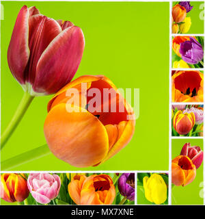 collage of tulips on green background on white ceramic mosaic tile, natural style Stock Photo