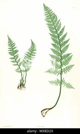 . Plate from book . 1857. Thomas Moore; edited by John Lindley; nature-printed by Henry Bradbury. 172 Dryopteris villarii Moore18 Stock Photo