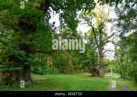 Mannersdorf an der Rabnitz: Kastanienhain (old chestnut grove) in Liebing in Austria, Burgenland, Mittelburgenland Stock Photo