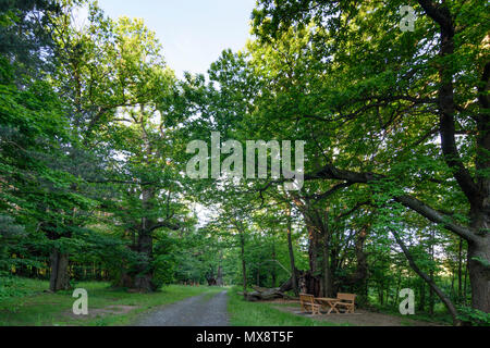 Mannersdorf an der Rabnitz: Kastanienhain (old chestnut grove) in Liebing in Austria, Burgenland, Mittelburgenland Stock Photo