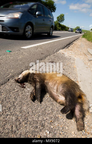 A dead badger, Meles meles, in a layby that has been struck by a car near Bere Regis Dorset. Dorset England UK GB Stock Photo