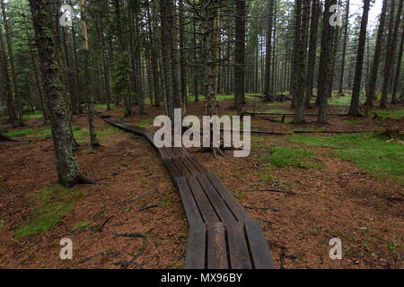 Wooden Walkway through dramatic pine forest in rainy conditions Stock Photo