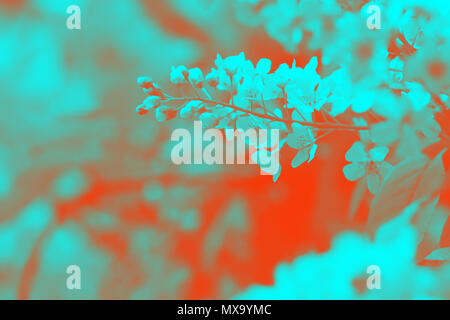 Apple bloom duotone red and blue background Stock Photo