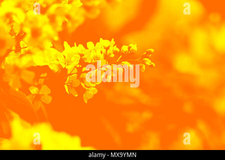 Apple bloom duotone red and blue background Stock Photo