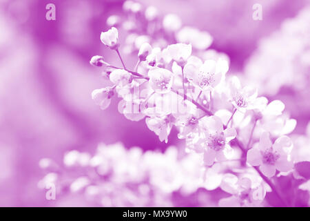 Apple bloom duotone red and blue background Stock Photo