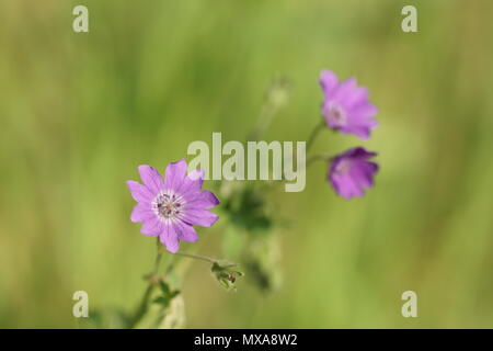 Geranium pyrenaicum Stock Photo